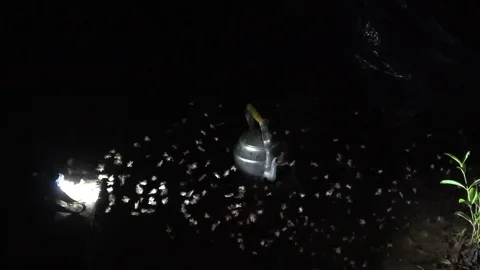 Termite swarm, Cambodia Stock Footage 121542310