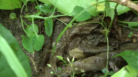 Termite swarm, Malaysia Vidéo 88548571