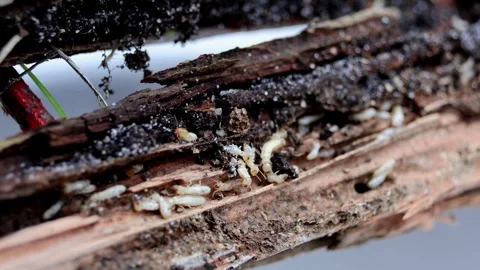 Termite Territory: The Hidden Life Within Wood Stock Footage 273015662