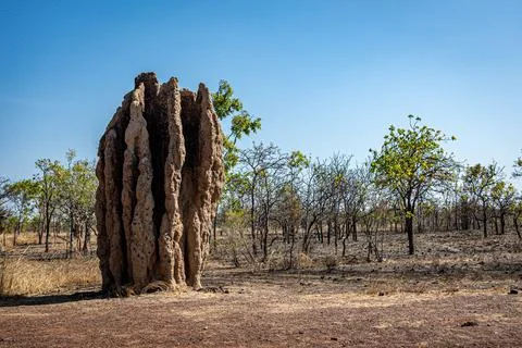 Termite Tower Stock Photos