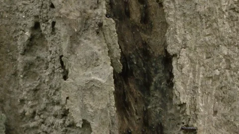 Termite trail, Thailand 動画素材 88546635