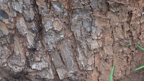 Termite trail, Thailand 스톡 동영상 113219654