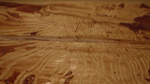 Termite Trails on Wood Stock Footage 135497848