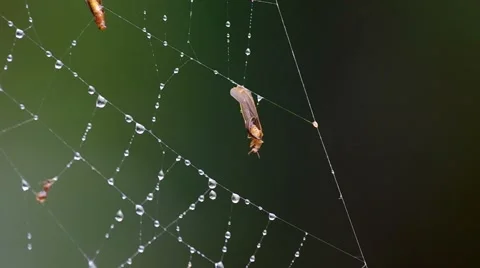 Termite is trapped by spider web Stock Footage 49623401