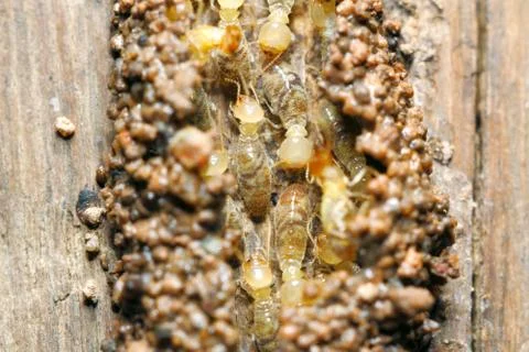 Termite in the tunnel Stock Photos