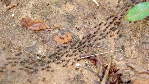 Termite walking on bark background Stock Footage 227103776
