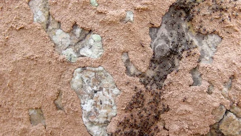 Termite walking on bark background Stock Footage 227103824