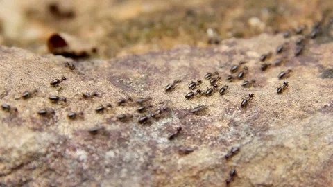 Termite walking on bark background Stock Footage 227103939