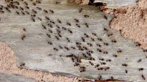Termite walking on bark background Stock Footage 227103989