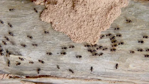 Termite walking on bark background Stock Footage 227104000