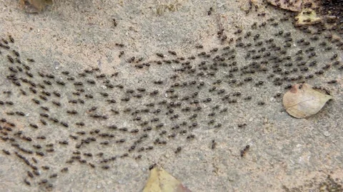 Termite walking on bark background Stock Footage 227104011