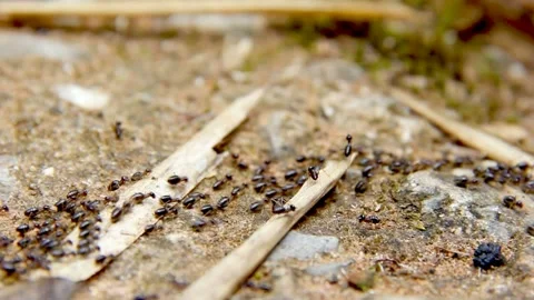 Termite walking on bark background Video stock 227116654