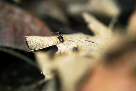 Termite walking on dried leaf Stock Photos