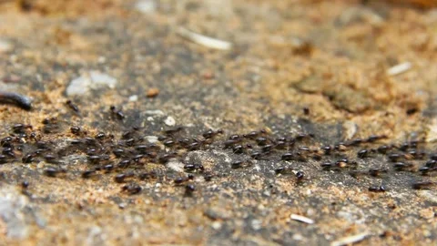 Termite walking on floor background Stock Footage 227093017