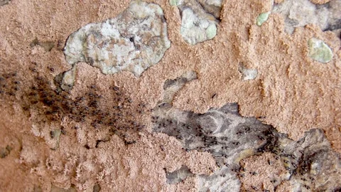 Termite walking on floor background Stock Footage 227102465