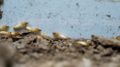 Termite walking on floor Stock Footage 250332988