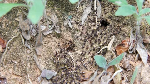 Termite walking on floorbackground Stock Footage 227094272