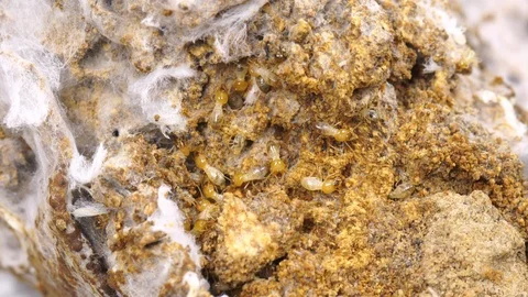 Termite walking in termite mound Stock Footage 127317416