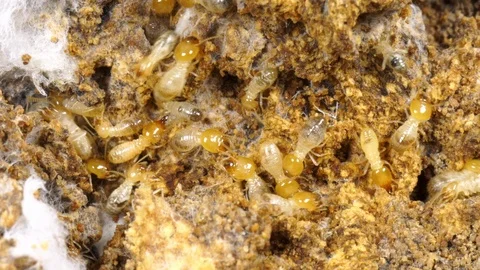 Termite walking in termite mound Stock Footage 127317874