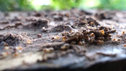 Termite walking on the wood 스톡 동영상 110519143