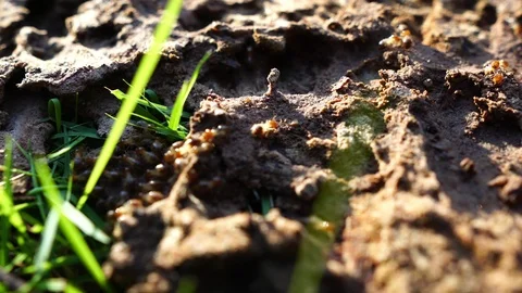 Termite walking on the wood Stockbeeldmateriaal 110519215