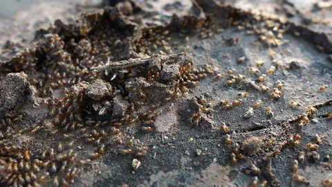 Termite walking on the wood Stockbeeldmateriaal 110519498