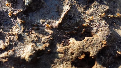 Termite walking on the wood Stock Footage 110521857
