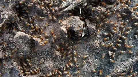 Termite walking on the wood Stock Footage 110522314