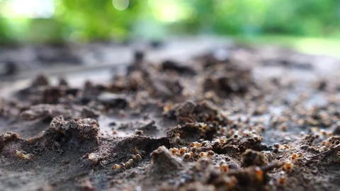 Termite walking on the wood Stock Footage 110522583