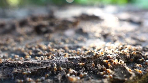 Termite walking on the wood 库存影片 110523741