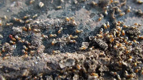 Termite walking on the wood Stock Footage 111829952