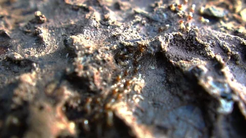 Termite walking on the wood Vídeo Stock 111831546