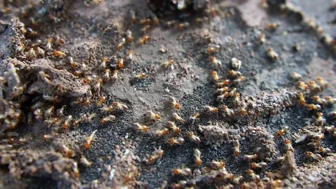 Termite walking on the wood Stock Footage 111834424