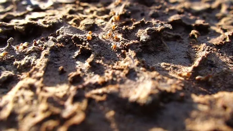 Termite walking on the wood Stock Footage 111835730