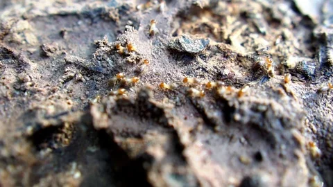 Termite walking on the wood Stock Footage 111836291