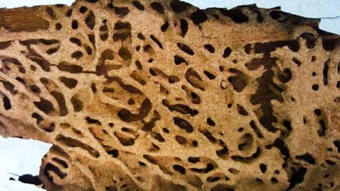 Termite wall damage texture background Foto stock