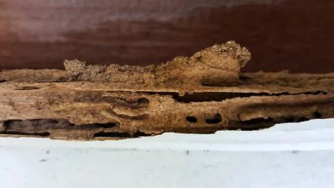 Termite wall damage texture background Foto stock