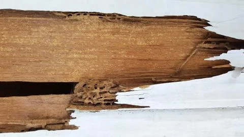 Termite wall damage texture background Stock Photos