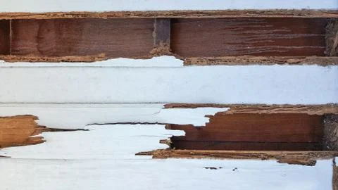 Termite wall damage texture background Foto stock