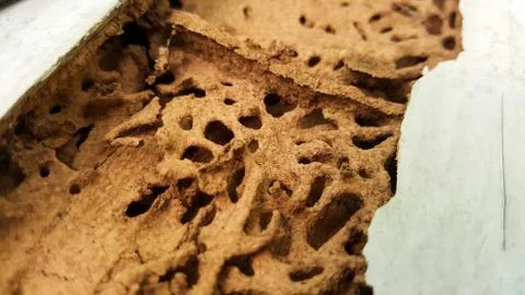Termite wall damage texture background Stock Photos