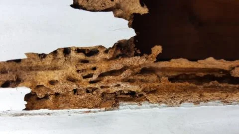 Termite wall damage texture background Stock Photos