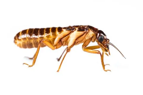 Termite white ant isolated Stock Photos