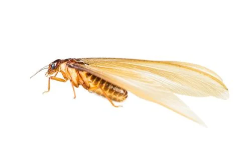 Termite white ant isolated Stock Photos