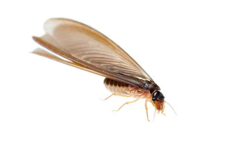 Termite white ant Stock Photos
