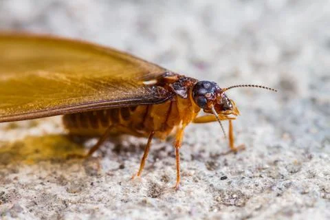 Termite white ant Stock Photos