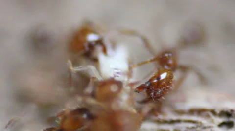 Termites and Red Ants Fighting Stock Footage 48673349
