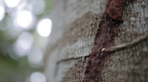 Termites and termite tunnel on a tree Stock Footage 41857624