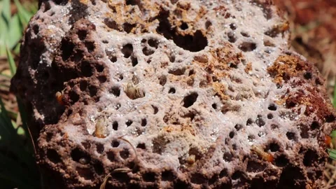 TERMITES ANT NEST Stock Footage 314217152