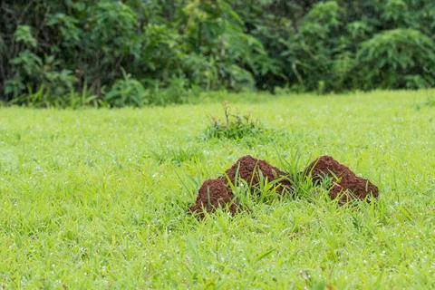 Termites anthill made of red soil Stock Photos