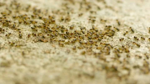 Termites are affected by the traffic on the road Stock Footage 40450477
